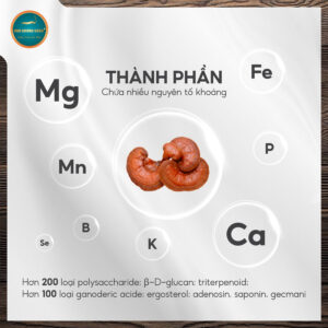 nấm linh chi đỏ Đà Lạt