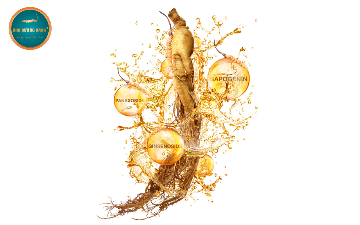 tác dụng nhân sâm đông trùng hạ thảo góc nhìn y học