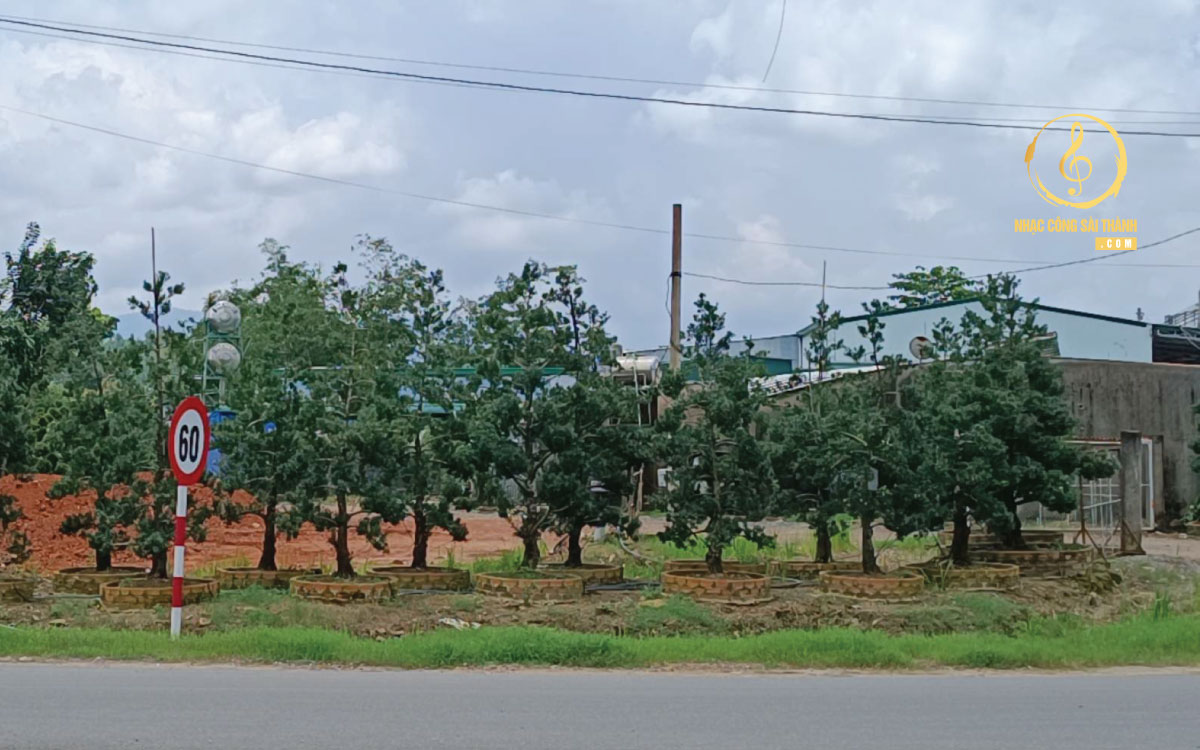 vườn vạn niên tùng đồng nai