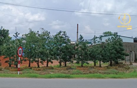 vườn vạn niên tùng đồng nai