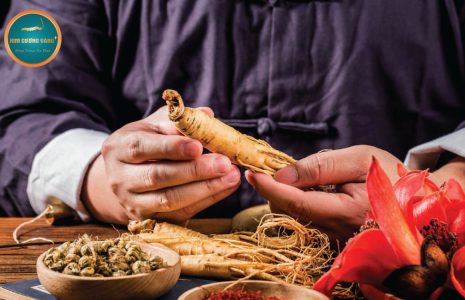 nhân sâm canada và công dụng đông trùng hạ thảo tiến luật